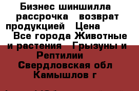 Бизнес шиншилла, рассрочка - возврат продукцией › Цена ­ 4 500 - Все города Животные и растения » Грызуны и Рептилии   . Свердловская обл.,Камышлов г.